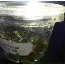 Imported Tissue Culture Bucephalandra Sp Red Mini