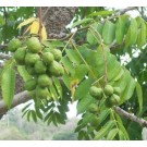 Indian Hog Plum Live Indian Garden Plants