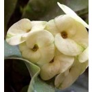 Ivory White Euphorbia Succulent Plants