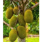 Jackfruit Live Indian Garden Plants