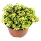 Japanese Golden Ogon Sedum Succulent Plants