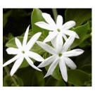 Jasmine Auriculatum Flowering Plants