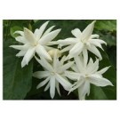 Jasmine Sambac Flowering Plants