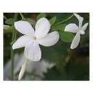 Jasminum Grandiflorum Flowering Plants