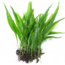 Java Fern 