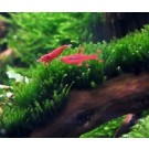 Java Moss