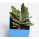 Kalanchoe Beharensis Roseleaf Succulent Plants