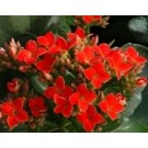 Kalanchoe Blossfeldiana Succulent Plants