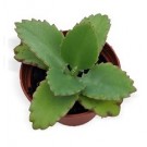 Kalanchoe Daigremontiana Succulent Plants