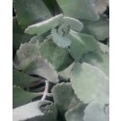 Kalanchoe Pumila Succulent Plants