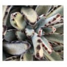 Kalanchoe Tomentosa Chocolate Soldier Succulent Plants