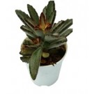 Kalanchoe Tomentosa Nigra Succulent Plants