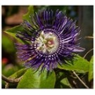 Passiflora Incarnata Flowering Plants