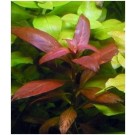 Ludwigia Peruensis