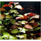 Ludwigia Repens 