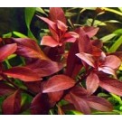 Ludwigia Repens Super Red 