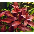 Ludwigia Repens Super Red 