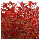 Ludwigia Repens Super Red