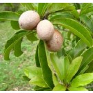 Manilkara Zapota Fruit Live Indian Garden Plants