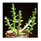 Monadenium Ellenbeckii Succulent Plants