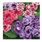 Multicolor Gloxinia Tubers Lily Flower Bulbs