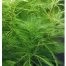 Myriophyllum Hippuroides