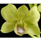 Dendrobium Orchids Plants DMB1360