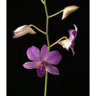 Dendrobium Orchids Plants DMB1371