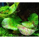 Nymphaea Tiger Lotus
