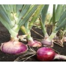 Onion Palam Lohit Red Seeds