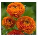 Orange Ranunculus Buttercups Flower Bulbs