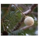 Parkia Biglandulosa Flowering Plants