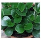 Peperomia Magnoliifolia Succulent Plants 