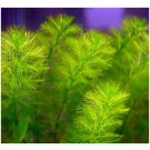 Myriophyllum Aquaticum 