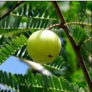 Phyllanthus Emblica Live Indian Garden Plants