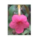 Pink Achimenes Flower Bulbs