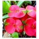 Pink Euphorbia Succulent Plants