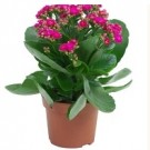 Pink Kalanchoe Succulent Plants