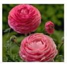 Pink Ranunculus Buttercups Flower Bulbs