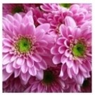 Pink Chrysanthemum Flowering Plants