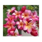 Plumeria Rainbow Flowering Plants