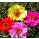 Portulaca Multicolor Succulent Plants