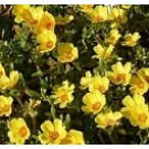 Yellow Portulaca Oleracea Succulent Plants