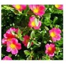 Pink Portulaca Oleracea Succulent Plants