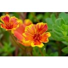 Portulaca Sunrise Succulent Plants