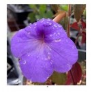 Purple Achimenes Flower Bulbs