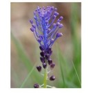 Purple Leopoldia Comosa Flower Bulbs