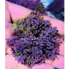 Purple Macroalgae GR2
