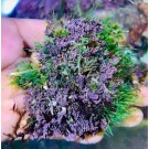 Purple Macroalgae GR3