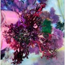 Purple Macroalgae GR4